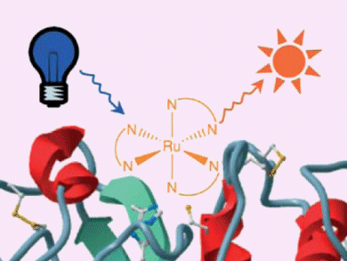 Bioconjugating Complexes