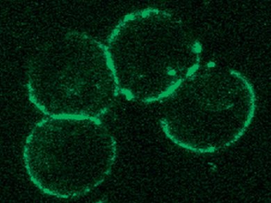 Fluorescent Polylactide Complex