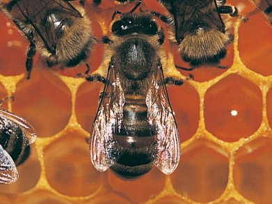 Sensitivity Of Honey Bees To Insecticides
