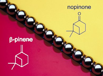 Solvent-Free Nopinone Synthesis