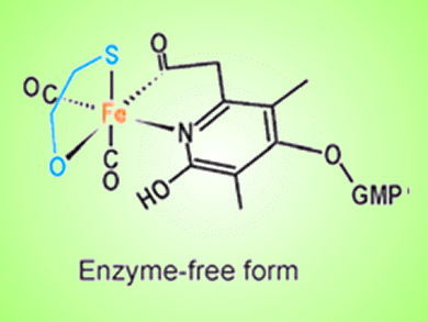 Mechanism of Enzyme Binding Hydrogen Gas