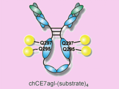 Enzyme Adds Probe to Cancer Antibodies