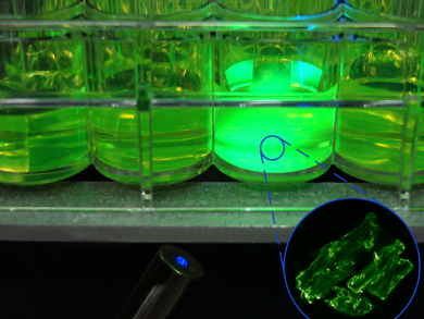 High-Throughput Screening for Cellulase