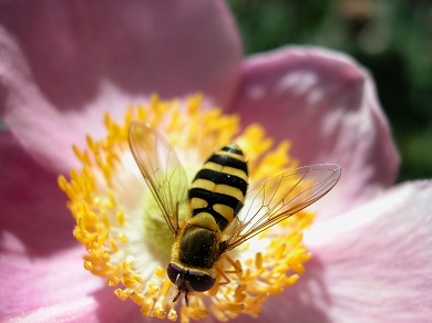 Transgenic Pollen Screening