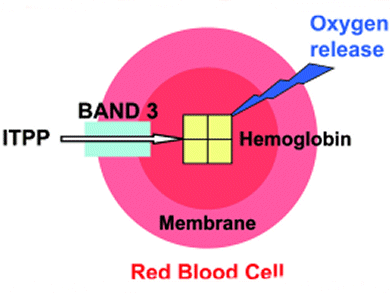 Increasing Oxygen Delivery