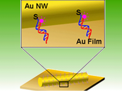 Gold and DNA Join Forces to Detect Mercury