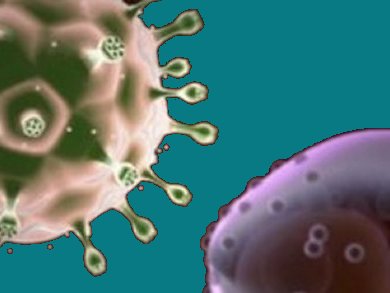 Oligomannosides and the HIV Antibody