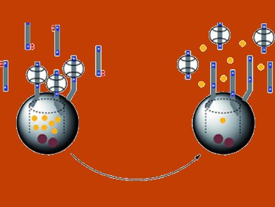 Cucurbituril Nanovalves for Controlled Release