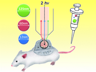 In Vivo Tracking of Nanoparticles