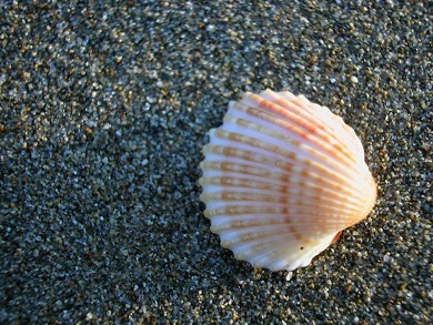 Mapping Atoms of Mollusk Teeth