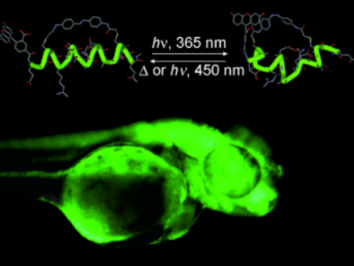 In Vivo Fluorescence Imaging with Azobenzene Switch