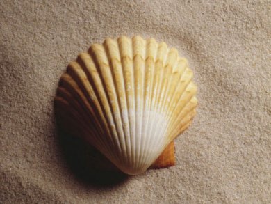 How to Repair a Seashell