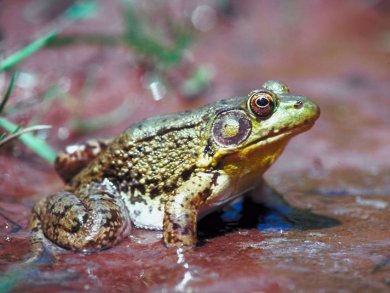Progestogens Cause Sterility in Frogs