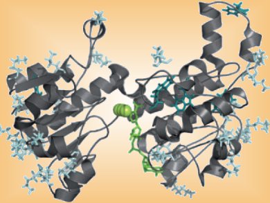 Formate Dehydrogenase in Ionic Liquid