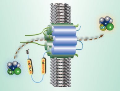 Cisplatin Carried by Copper Transporter