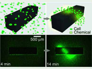 Glowing Spirals From Chemical Gradients