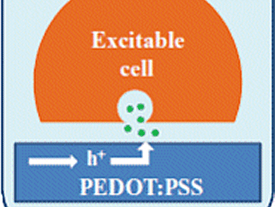 Artificial Synapse Detects Neurotransmitter