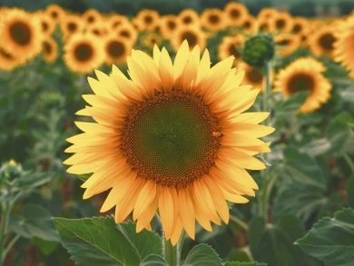 Harnessing Sunflowers for Drug Production