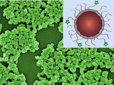 Contrast Agent for Tumor Diagnostics