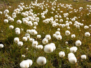 Cotton: A New Material for Cr Absorption