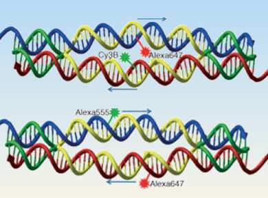 DNA Robot