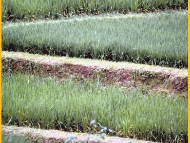 Large-Scale Fertilizer-Plant In Indonesia