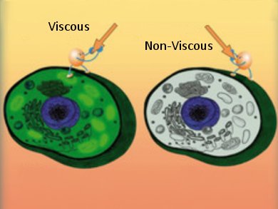 Probing Intracellular Viscosity