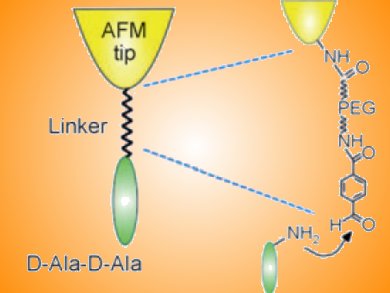 Single Peptide-Surface Interaction