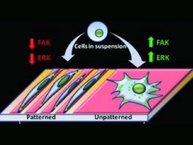 Controlling Stem Cell Differentiation