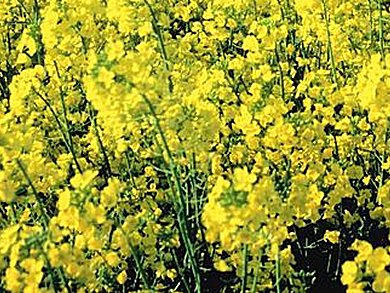 Canola Trait Licensing Agreement