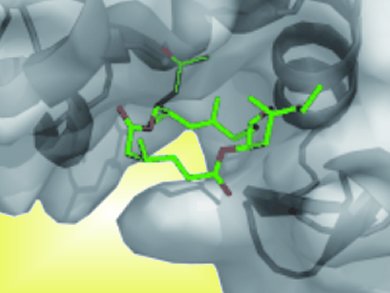 Targeting Actin for Drug Discovery