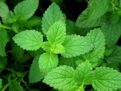 Peppermint as Mainstream Medicine