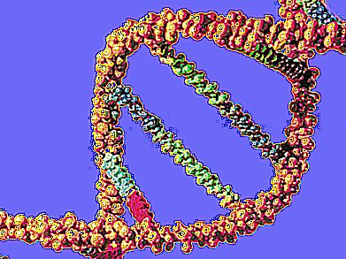Nature's Elegant Solution to Repairing DNA