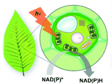 Artificial Photosynthesis