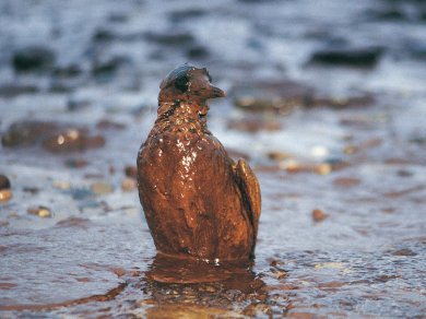 Real-Time Tracking of Oil Spills