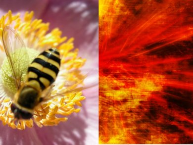 Bee Venom Helps Detect Explosives