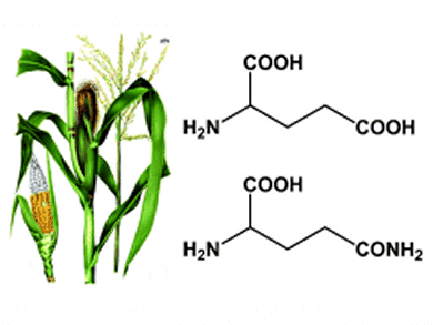 Synthesis of Biobased Succinonitrile