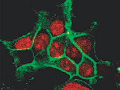 New Probe for Selective Intracellular Labeling