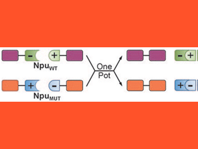 Protein Trans-splicing