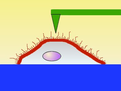 Detecting Cancer with AFM