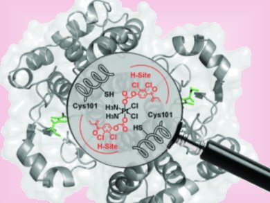 Cross-Examining Cancer Drug—Enzyme Interactions