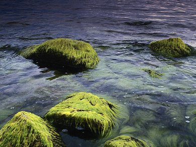Tiniest Algae Help Biofuel Development