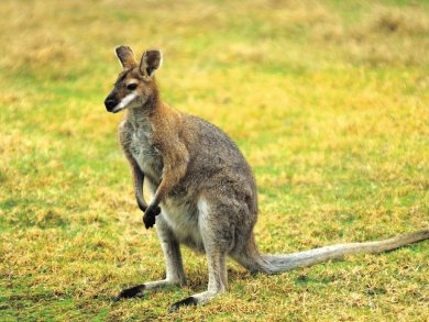 How Wallabies Can Help Cows Produce Less Methane
