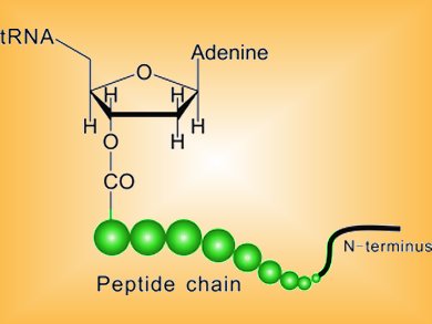 Angewandte Chemie 32/2011: Pearls On A String