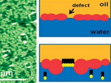 Atomic Force Microscopy Can Control Fat Intake