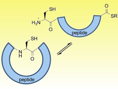 Synthesis of Cyclic Peptides by Amide Bond Rearrangement