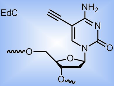 New Probes for DNA Replication