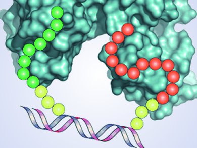 New Method for Antibody Synthesis