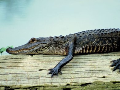 Alligator Fat as Biodiesel Source