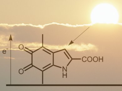 Mechanism of Melanin Protection Uncovered